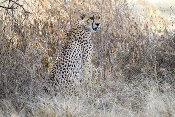 Cheetah sitting in dry grass in savannah of Tanzania, portrait