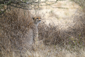 Cheetah sitting in dry grass in savannah of Tanzania, portrait