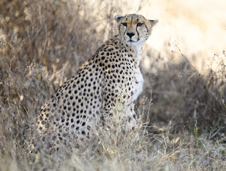 Cheetah sitting in dry grass in savannah of Tanzania, portrait