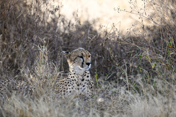 Cheetah lying down in dry grass in savannah of Tanzania, portrait