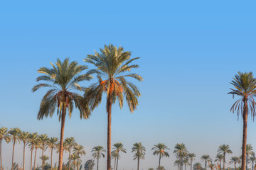 Fototapeta na wymiar Group of date palm trees with a clear blue sky