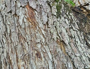 bark of a tree texture background