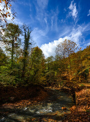 Autumn colors and nature views in Yedigöller national park. autumn, lake, cloud, tree, colorful leaves.