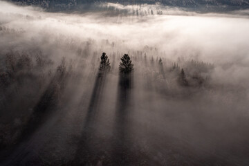 beautiful high fog and winter trees from above