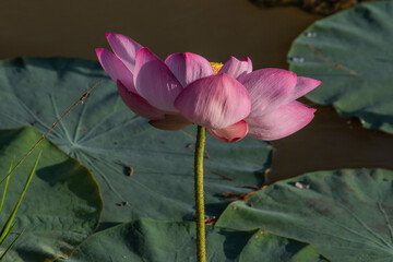 Beautiful lotus flower.