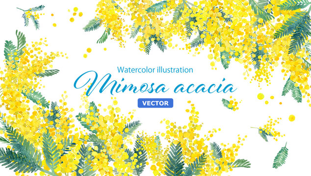 ミモザアカシア」の写真素材 | 28,765件の無料イラスト画像 | Adobe Stock