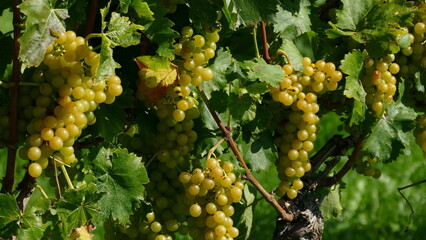 bunch of grapes on vine