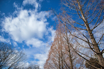 冬の並木道に立つ大きな木