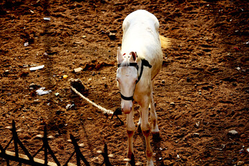 Young Indian breed white horse tied by white rope.