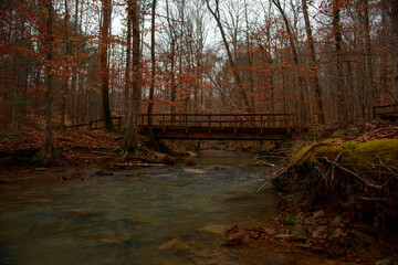 autumn in the forest