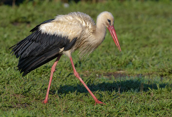 Mature White stork (Ciconia ciconia) walks on mowing grass field at spring 