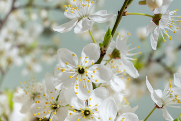 Beautiful spring flowers bloom on greeen background.