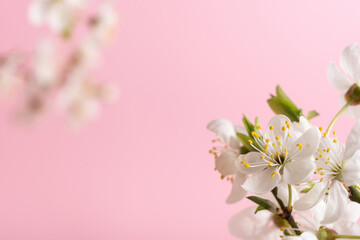 Naklejka na ściany i meble Beautiful spring flowers bloom on pink background.