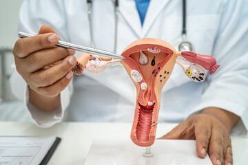 Uterus, doctor with anatomy model for study diagnosis and treatment in hospital.