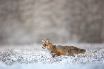 Fox Vulpes vulpes in winter scenery, Poland Europe, animal walking among snowy meadow