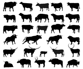 Silhouettes of cow, cattle breeds . Vector illustration. - obrazy, fototapety, plakaty