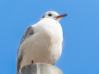 ユリカモメ