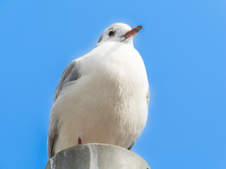 Obraz premium ユリカモメ