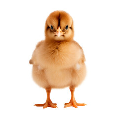 Fototapeta premium Chick isolated on transparent background. AI generated. PNG
