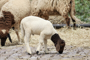 Naklejka premium Close up group Sheep is eatting in garden