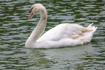 Close up White goose is beautiful in river