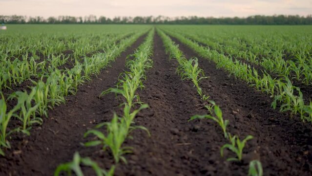 agriculture corn. green young sprouts of corn in black soil on an agricultural field. business a agriculture concept. camera movement across a field with green corn lifestyle sprouts