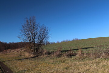 Fototapeta premium A tree in a field