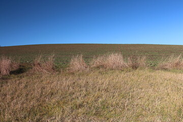 A grassy field with a blue sky