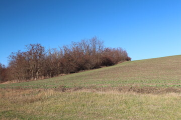 Fototapeta premium A grassy hill with trees in the background