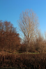 A group of trees in a field