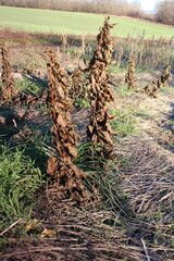 A tree with a large trunk