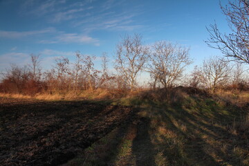 Obraz premium A dirt path with trees on the side