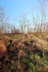 Obraz premium A grassy area with trees and bushes