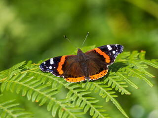 Fototapeta na wymiar Red Admiral Butterfly on a Fern