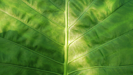 Artificial plastic patterned green leaf, leaves texture for abstract seamless background.Beautiful...