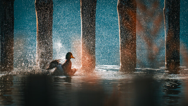 Badende Ente