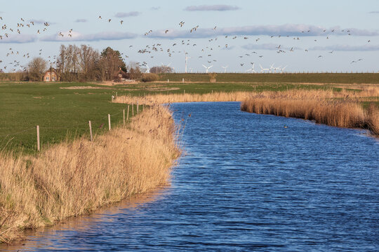 Der Kanal S&uuml;derbootfahrt bei T&ouml;nning auf der Halbinsel Eiderstedt in Nordfriesland, Schleswig-Holstein, Deutschland, mit einem Schwarm Nonneng&auml;nse.