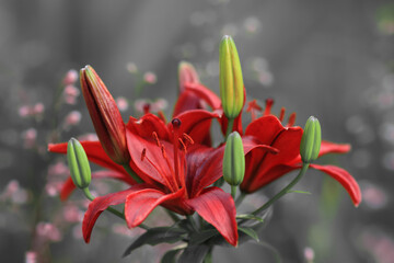 Red Lily flower on green leaves background. Lilium longiflorum. Background texture Asiatic lily with red buds closeup. Tropical Lily flower blossomed in the garden. Floral background. Mothers day. 