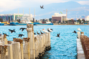 White pilicans sit on the concrete pillars of an old destroyed pier in the port of Izmir Turkey.