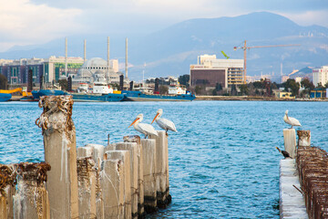 White pilicans sit on the concrete pillars of an old destroyed pier in the port of Izmir Turkey.