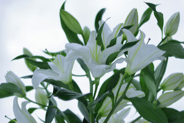 White  Lily. Close-up of bouquet 
Lilies. Beautiful Lilium Candidum flower on white background....