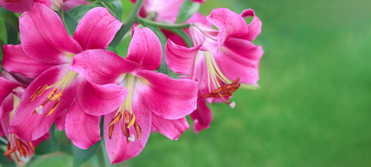 Bunch of fragrant Stargazer pink Asiatic Lily flower in bloom. Close up of pink Stargazer Lilies...