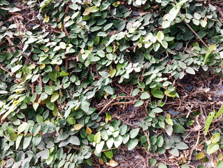 Climbing Fig Leaves or ficus pumila, commonly known as the creeping fig or climbing fig, is a species of flowering plant in the mulberry family.