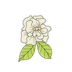 jasmine flower illustration on white background - 695450480