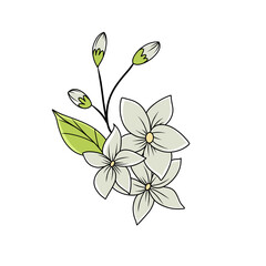 jasmine flower illustration on white background