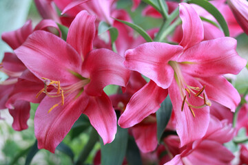 Fototapeta na wymiar Oriental Hybrid Lily close up. Pink Stargazer Lily flower. Full blooming of Pink Asiatic lily flower. Lilium hybridum flowers background. Bouquet of large Lilies. Lilium belonging to the Liliaceae