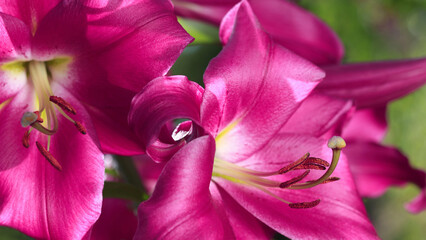 Bunch of fragrant Stargazer pink Asiatic Lily flower in bloom. Close up of pink Stargazer Lilies...