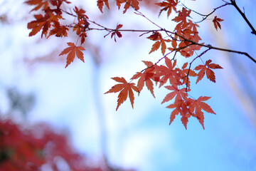 紅葉