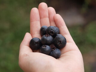 手のひらブルーベリー