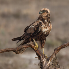 Perched Marsh Harrier